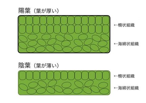 陽樹 陰樹|陰樹の特徴と陽樹の特徴 違いも解説 – 庭師の独り言